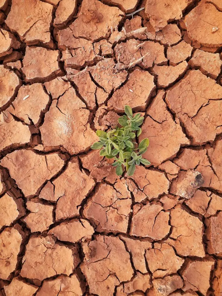 Can Tomatoes Grow In Clay Soil 