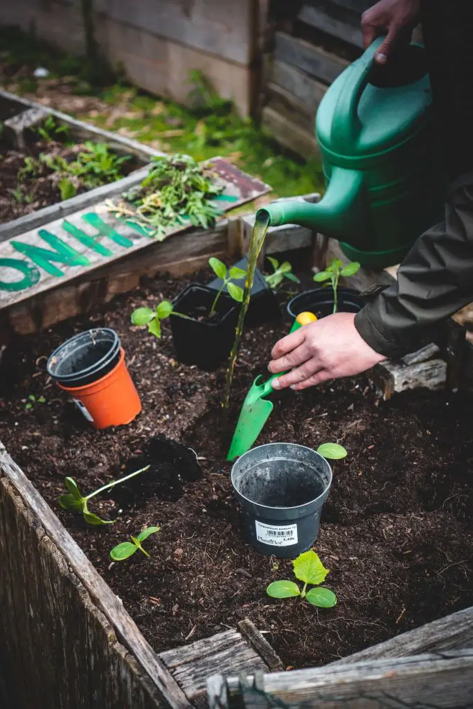 Can Tomatoes Grow In Clay Soil 