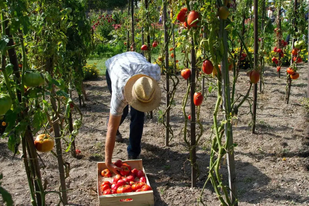 Can Tomatoes Grow In Clay Soil 