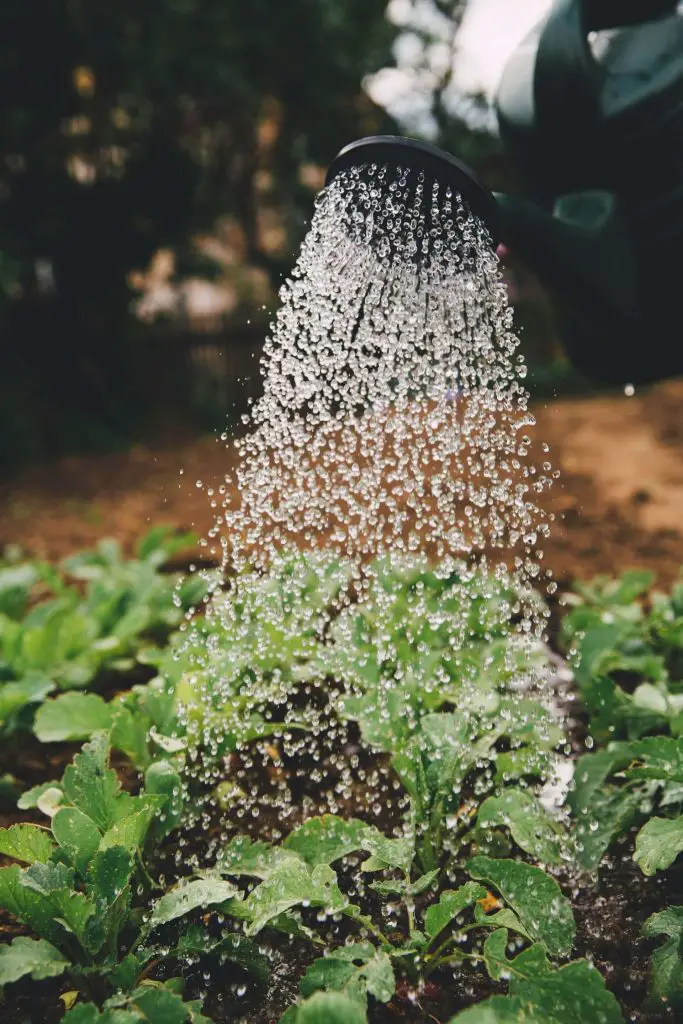 Can Tomatoes Grow In Clay Soil 