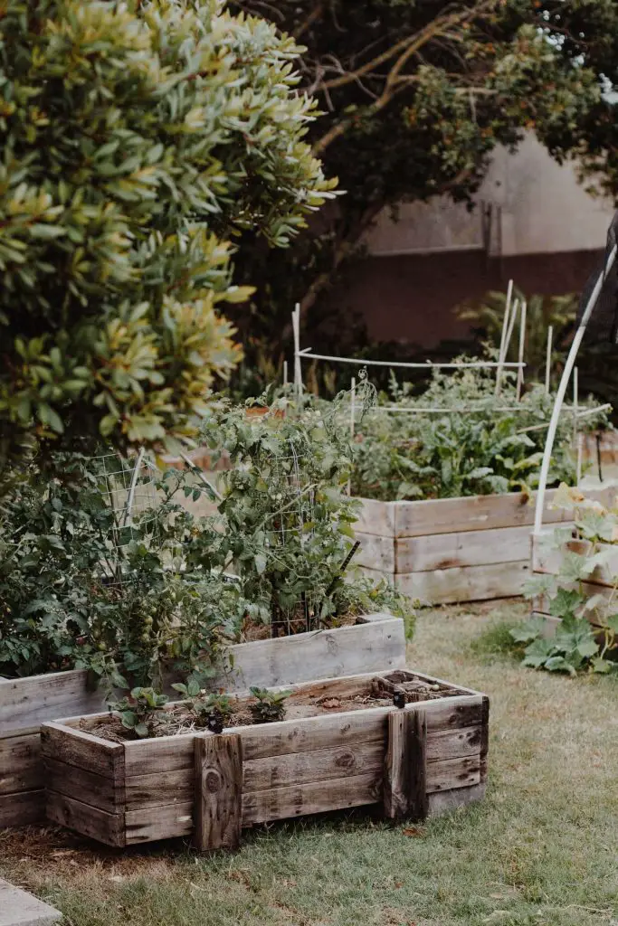 Can Tomatoes Grow In Clay Soil 