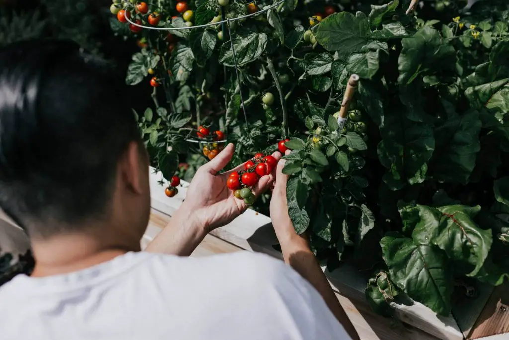 Can Tomatoes Grow In Clay Soil 