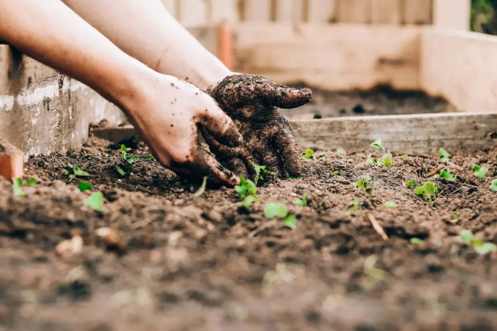 Can Tomatoes Grow In Clay Soil 