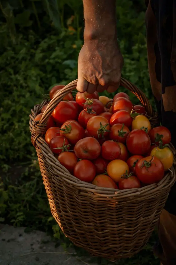 Can Tomatoes Grow In Clay Soil 