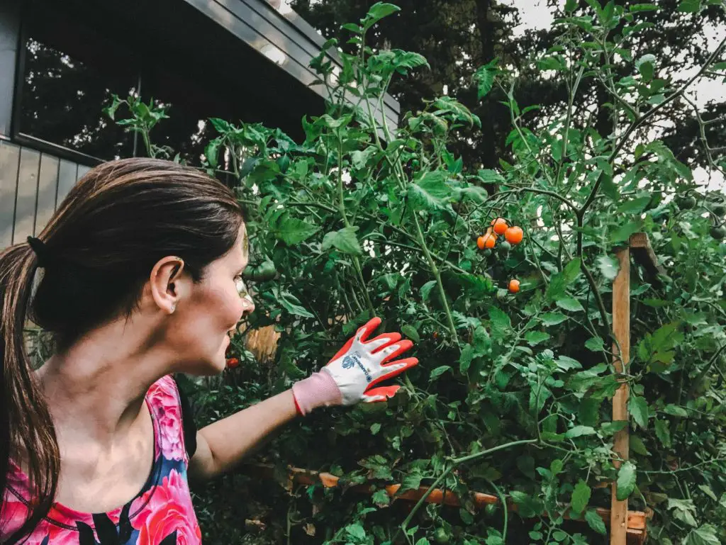 disease resistant tomatoes