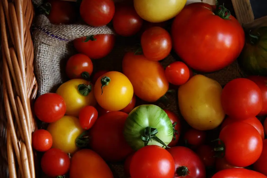disease resistant tomatoes