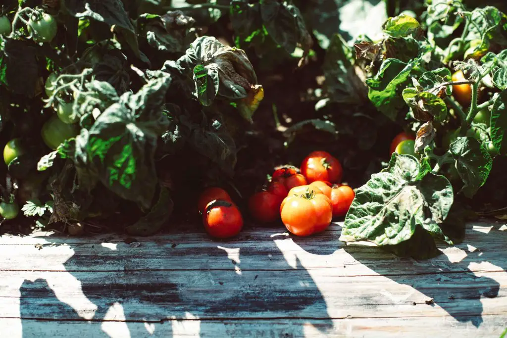 disease resistant tomatoes