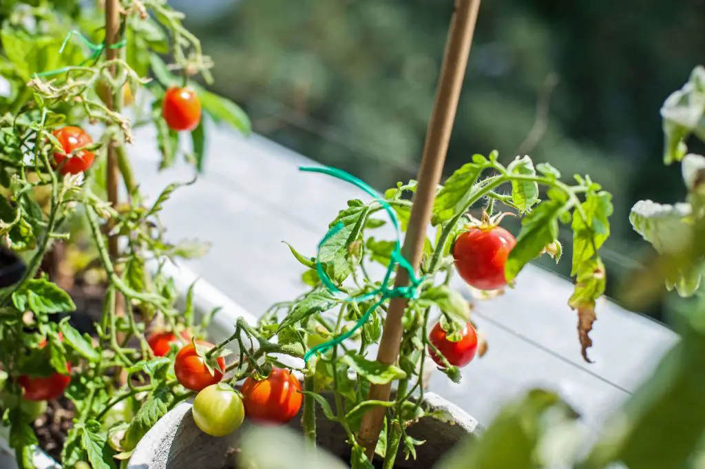 disease resistant tomatoes