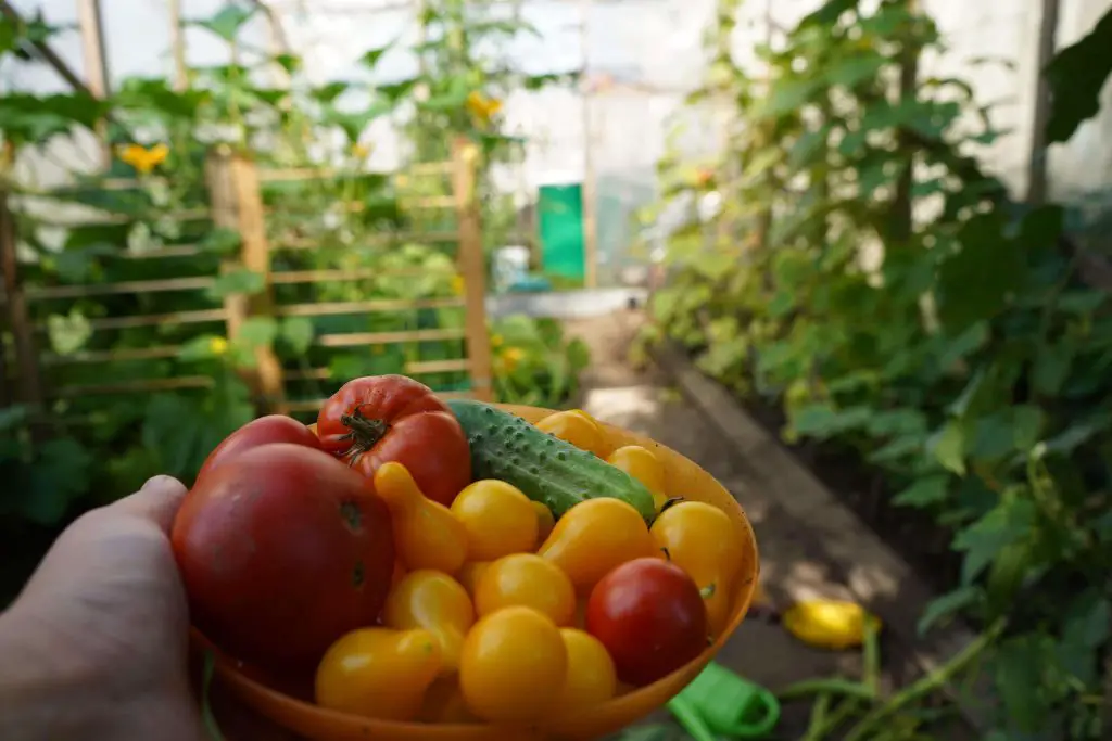 disease resistant tomatoes