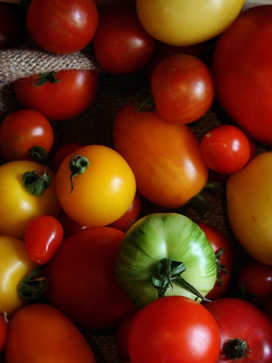 How To Save A Dying Tomato Plant (+Growing Tips) Above and Beyond