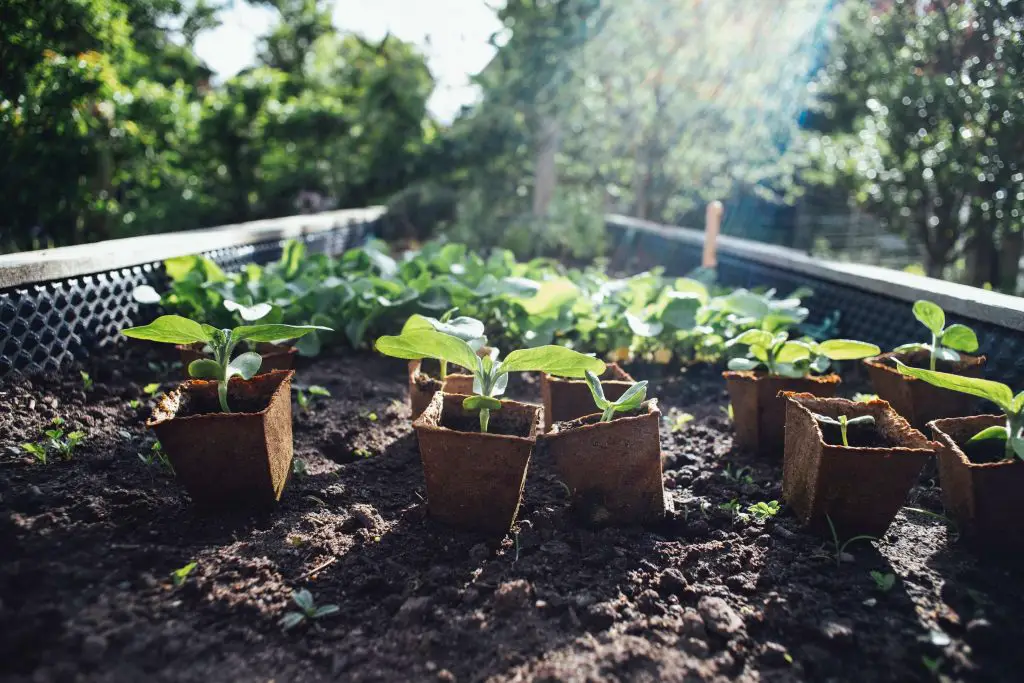 growing tomatoes in fabric pots