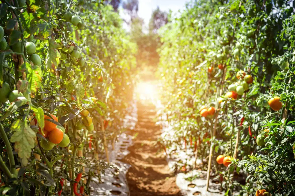 growing tomatoes in fabric pots