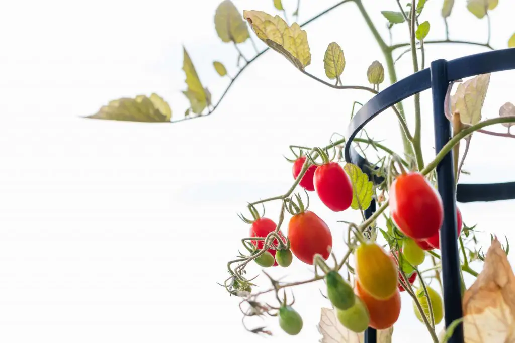 growing tomatoes in fabric pots