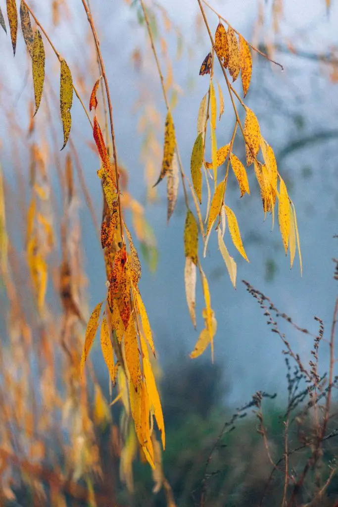 how to dry willow branches