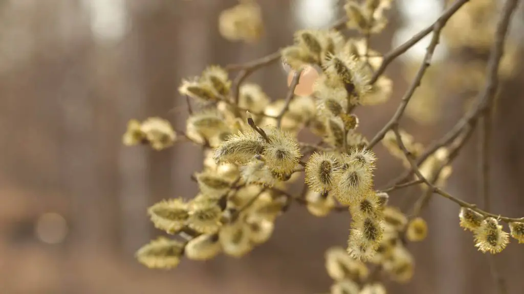 how to dry willow branches