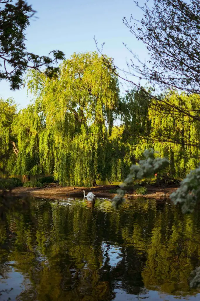 how to dry willow branches