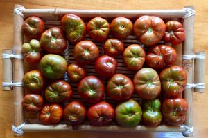 how to grow beefsteak tomatoes in a pot