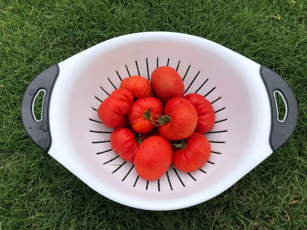 how to grow beefsteak tomatoes in a pot 