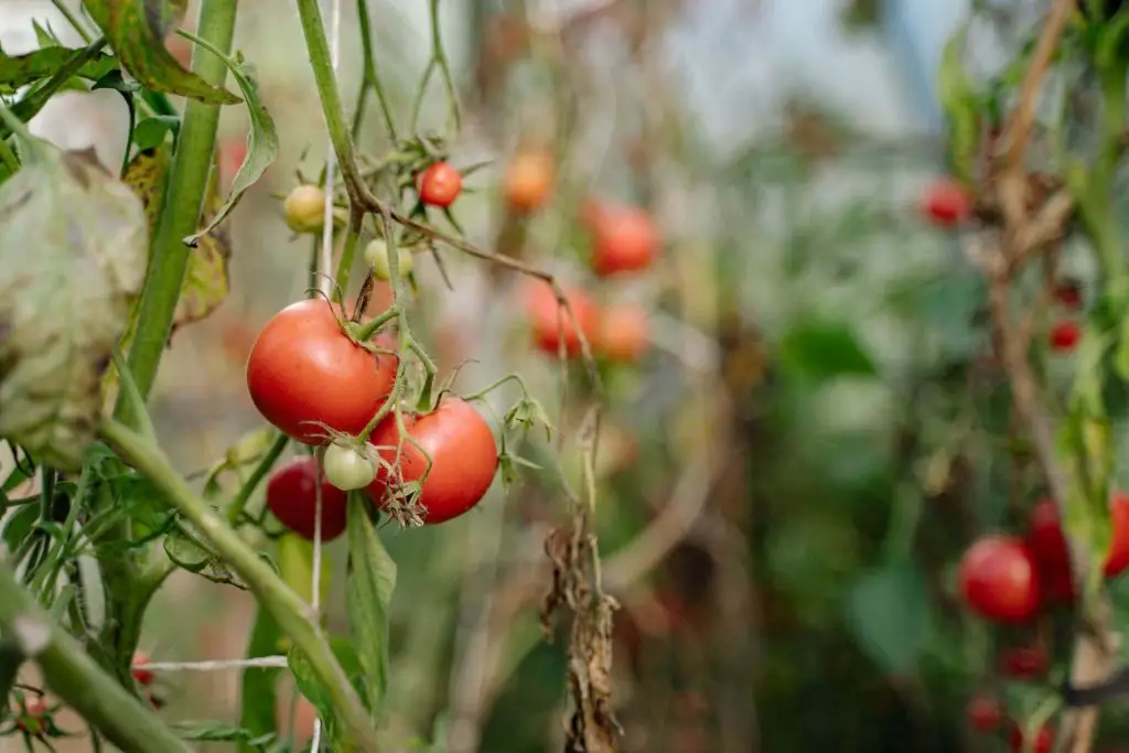 how to grow campari tomatoes