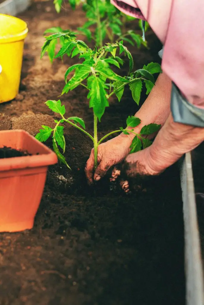 how to grow campari tomatoes