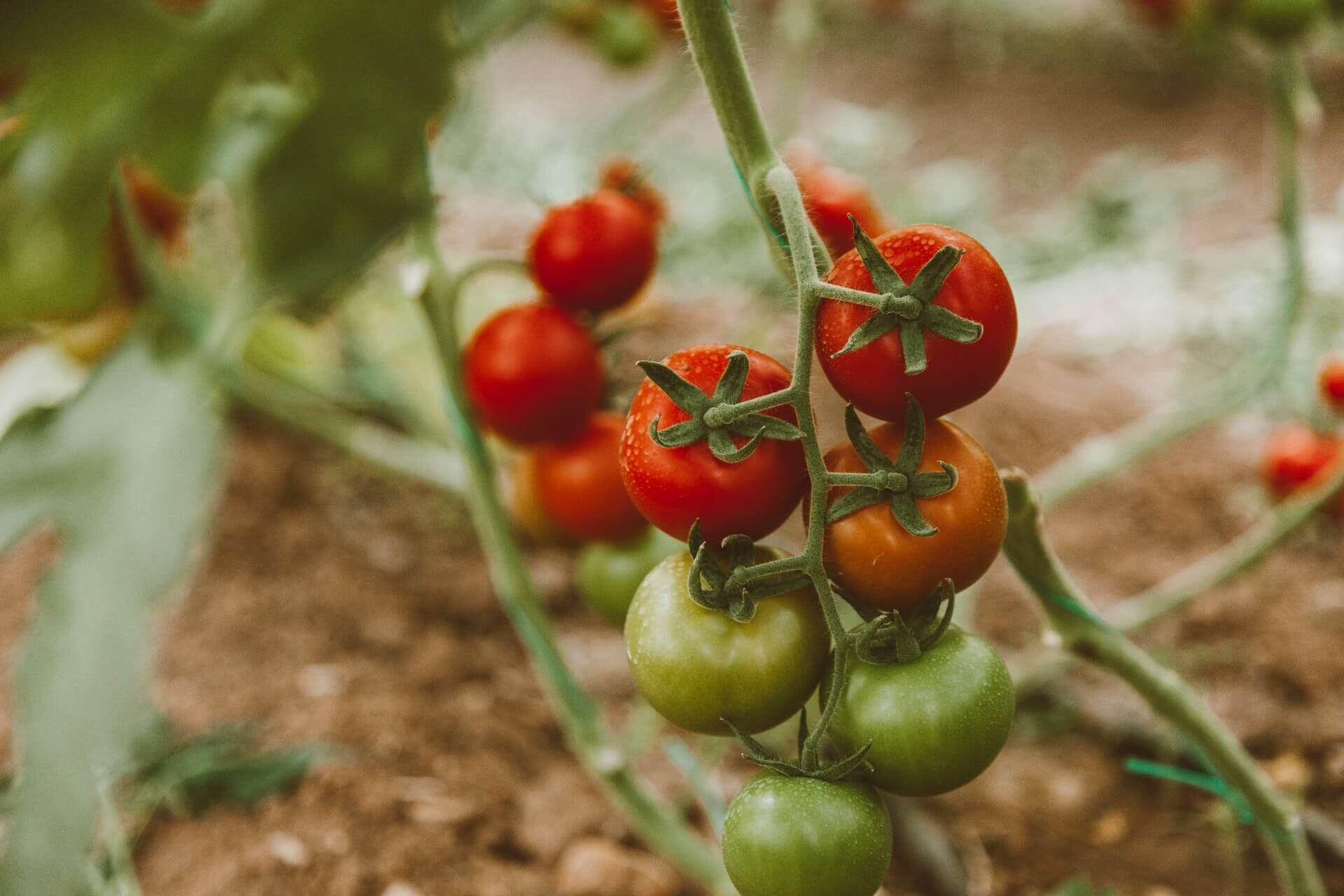 How To Grow Campari Tomatoes From Scratch [A Complete Guide]