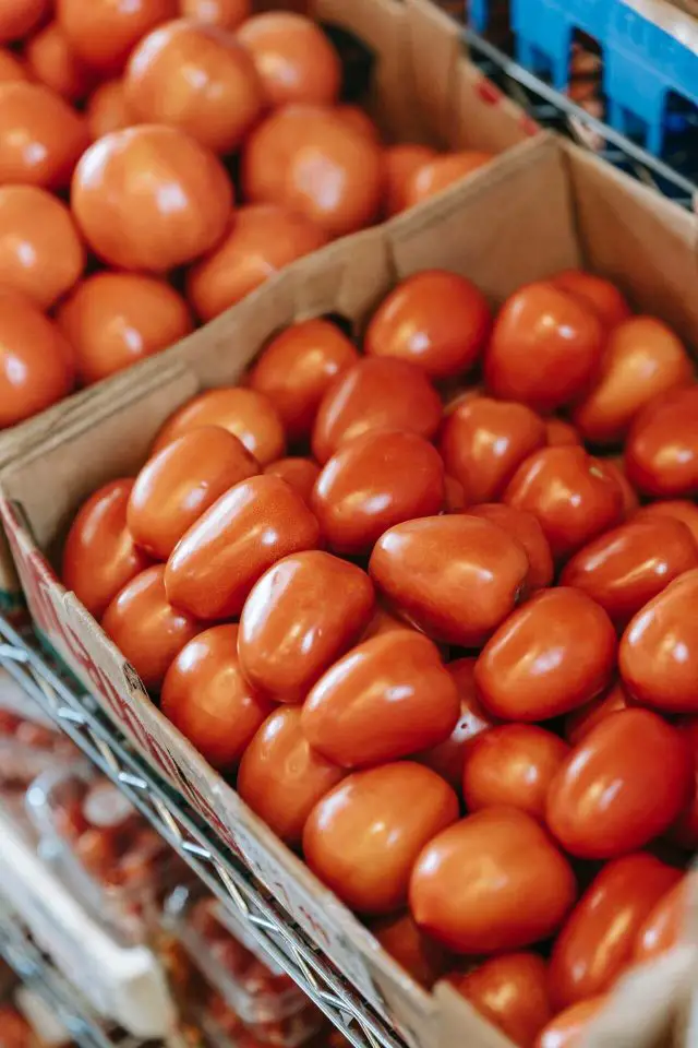 How To Grow Campari Tomatoes From Scratch [A Complete Guide]