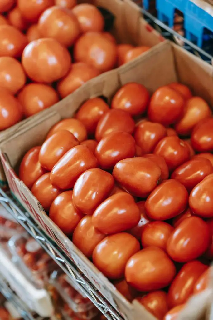 how to grow campari tomatoes
