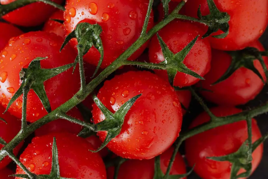 how to grow campari tomatoes