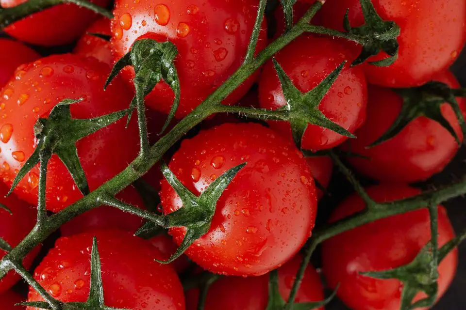 How To Grow Campari Tomatoes From Scratch [A Complete Guide]