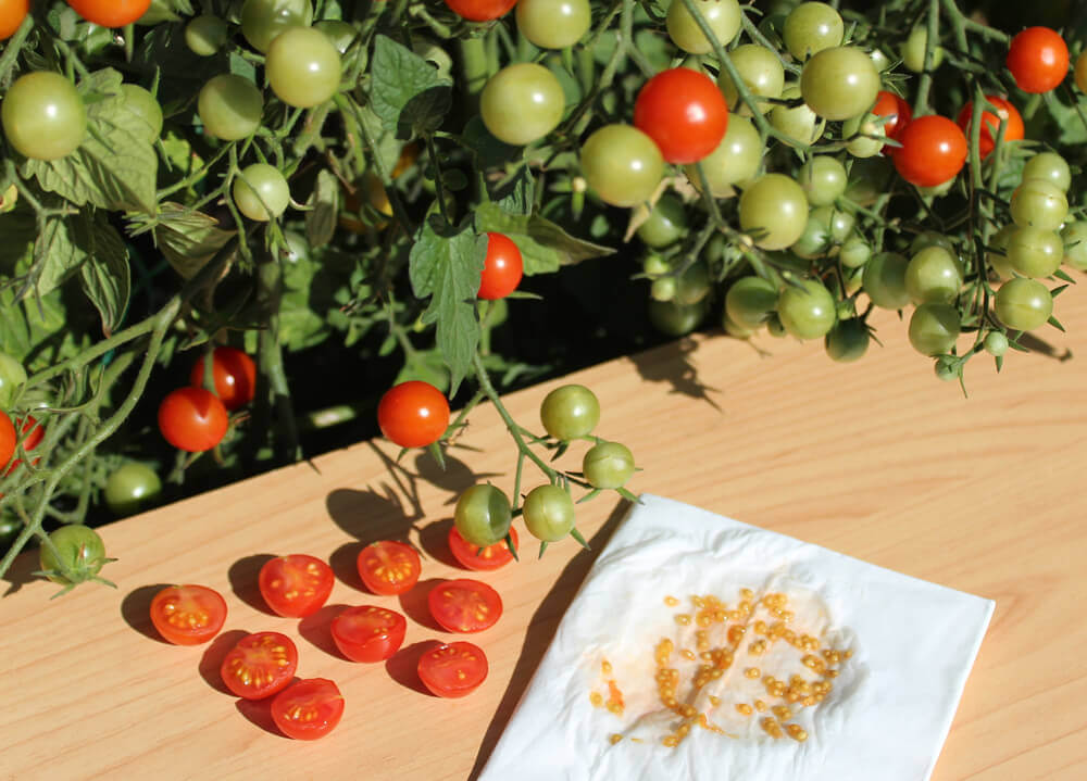 How To Grow Tomatoes From Seeds Without Soil 