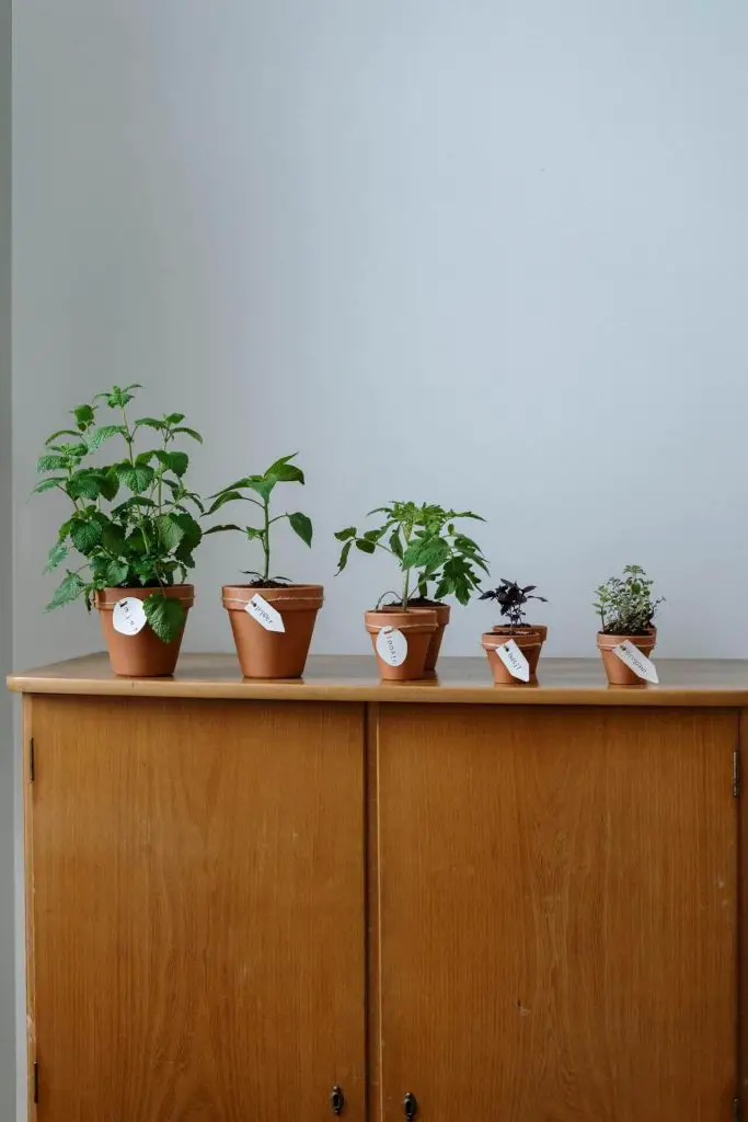 how to grow tomatoes in a polytunnel