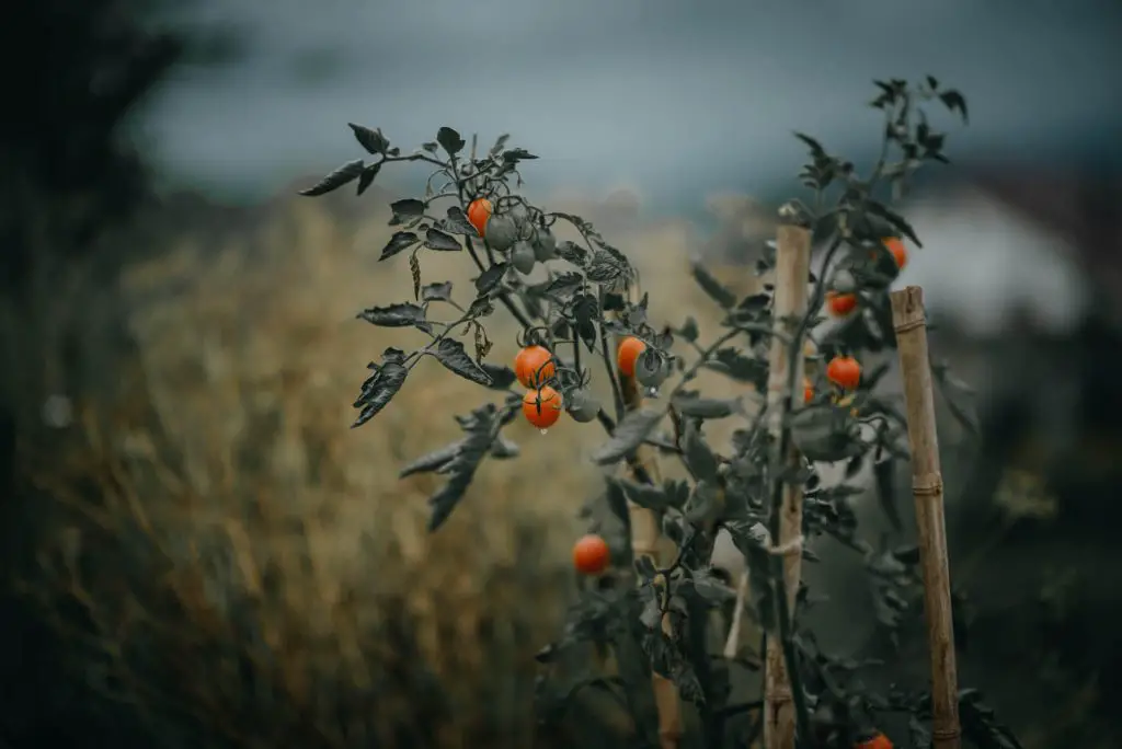 how to grow tomatoes in a polytunnel