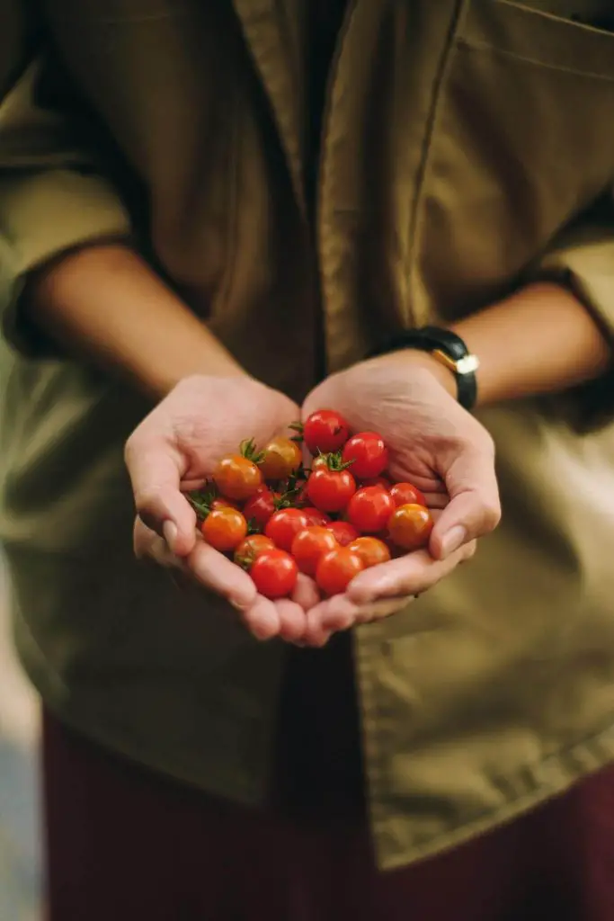 how to grow tomatoes in a polytunnel