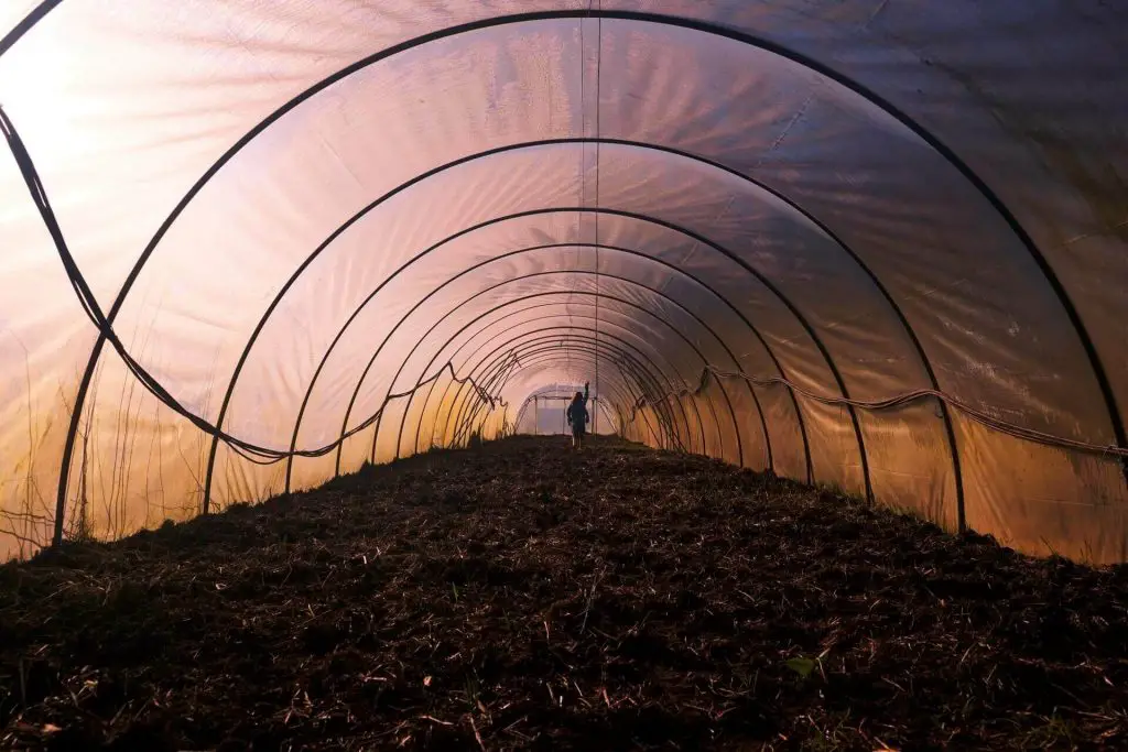 how to grow tomatoes in a polytunnel