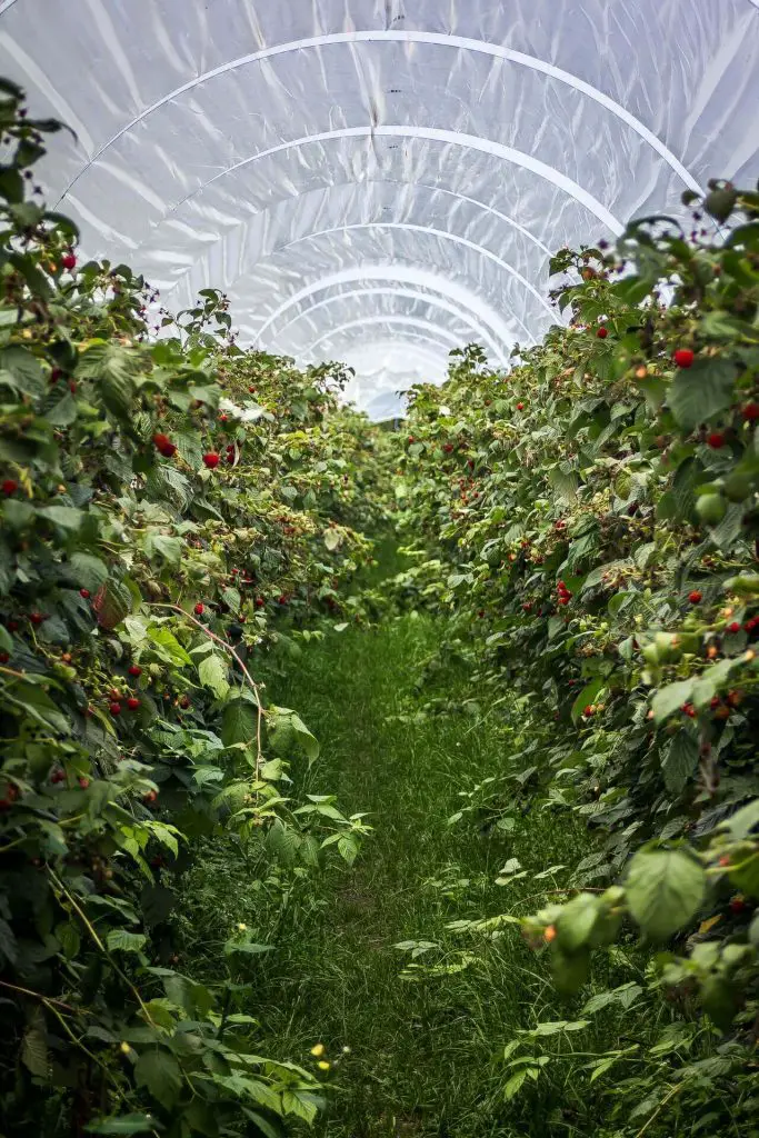 how to grow tomatoes in a polytunnel