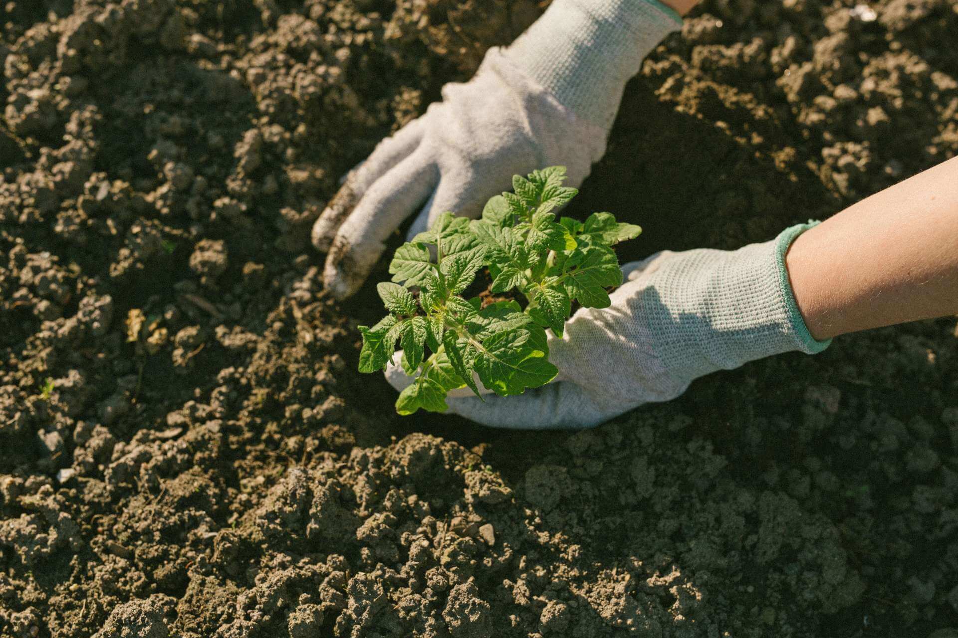 How To Grow Tomatoes Without Sunlight Your Complete Guide