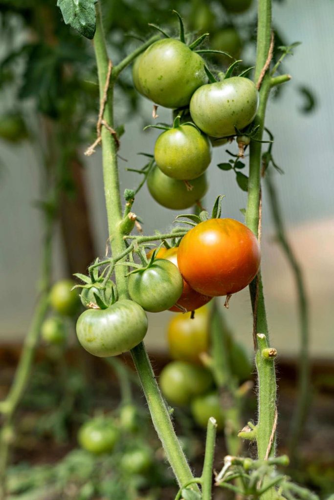how to grow tomatoes without sunlight
