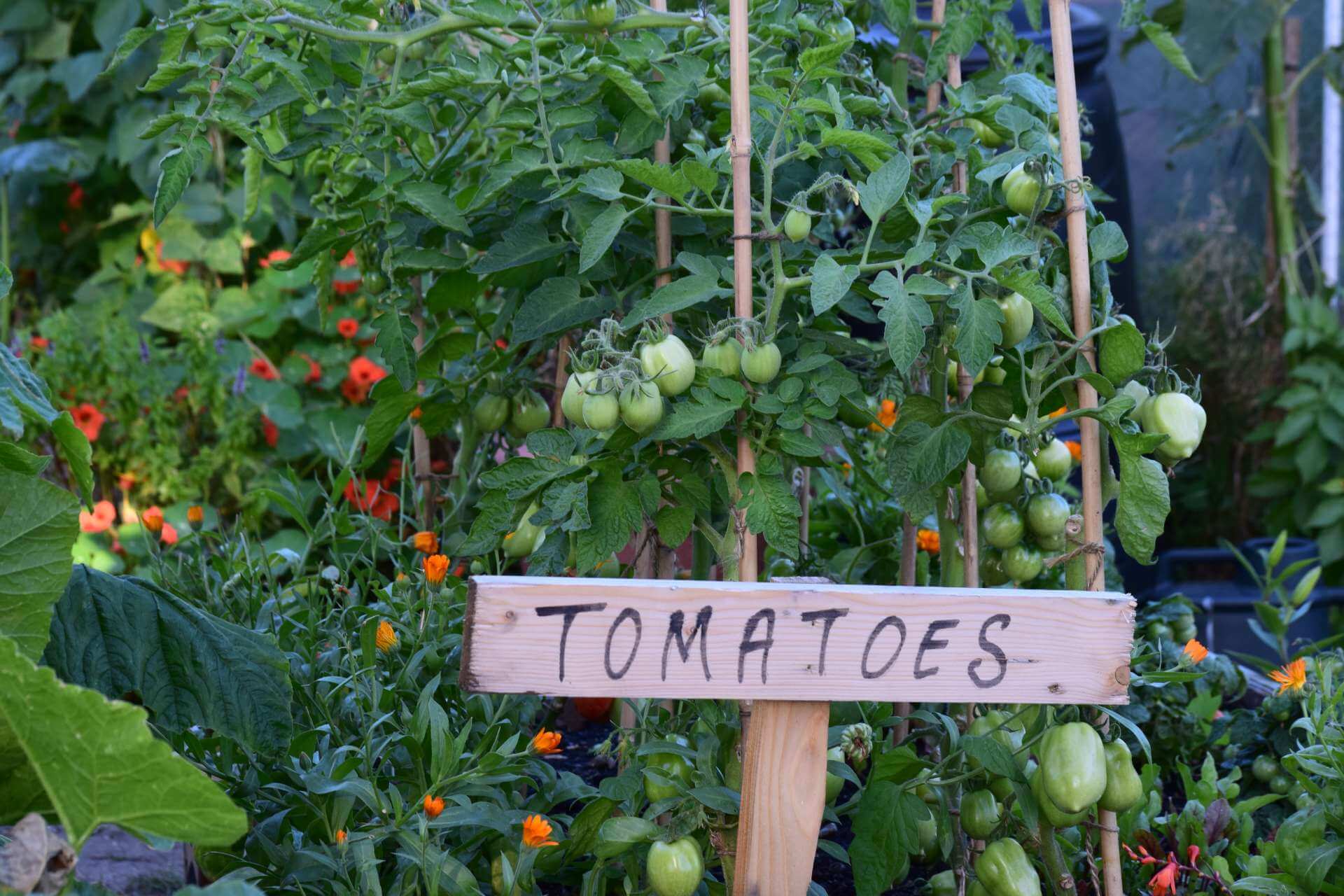 How To Grow Tomatoes Without Sunlight Your Complete Guide