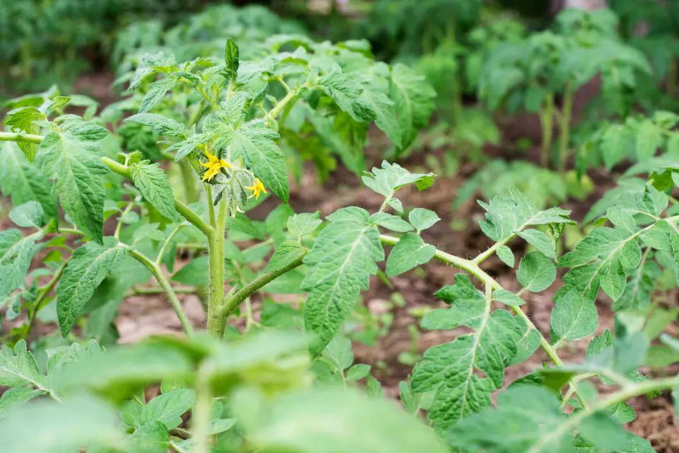 How To Grow Tomatoes Without Sunlight Your Complete Guide