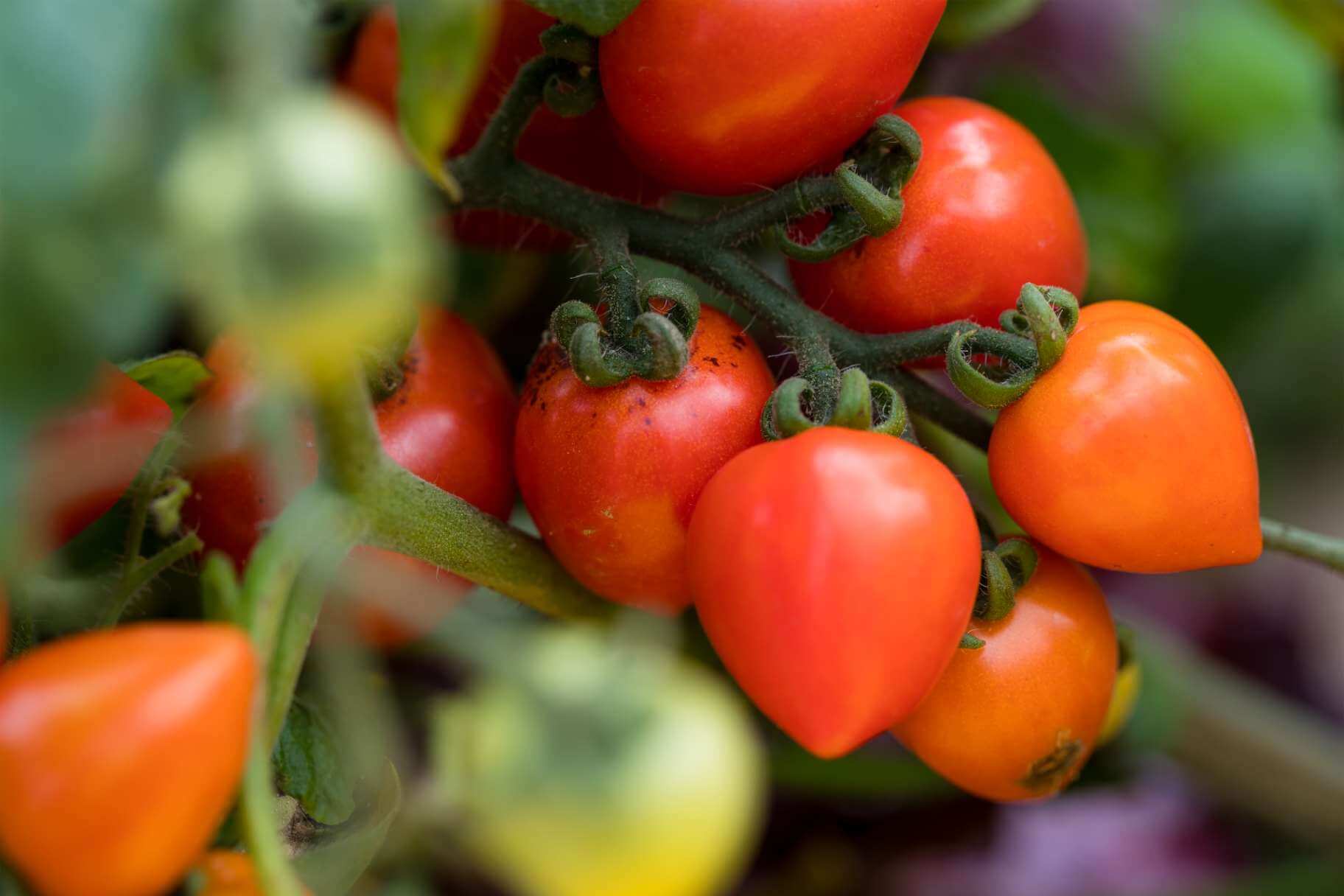 How To Grow Tomatoes Without Tough Skins 7 Helpful Tips