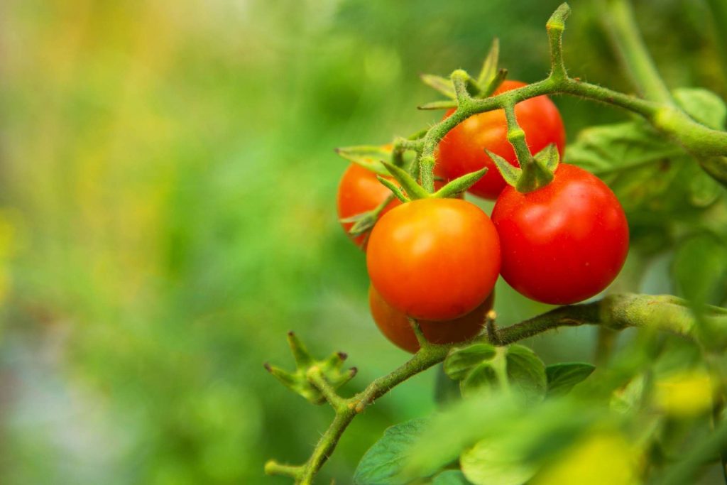 How To Grow Tomatoes Without Tough Skins 