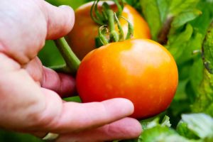 How To Grow Tomatoes Without Tough Skins