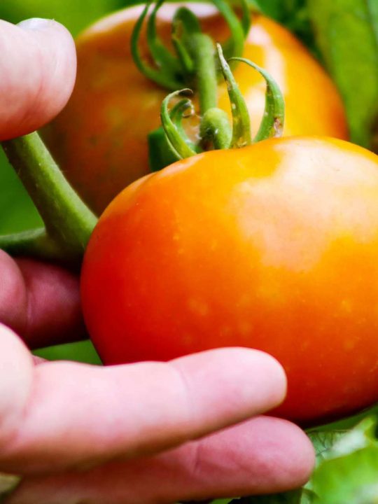 How To Grow Tomatoes Without Tough Skins