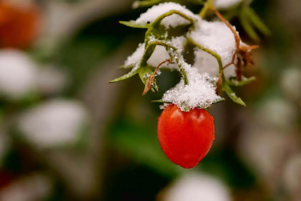 How to save a dying tomato plant