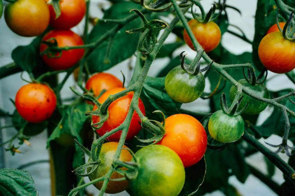 How to save a dying tomato plant