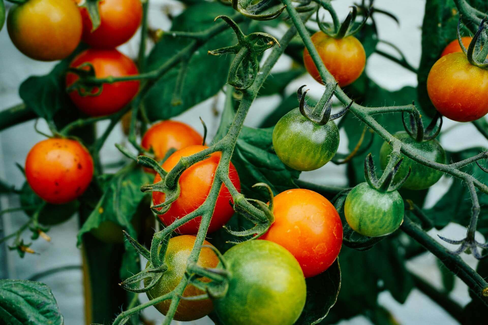 How To Save A Dying Tomato Plant (+Growing Tips)