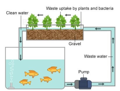 aquaponic tomatoes