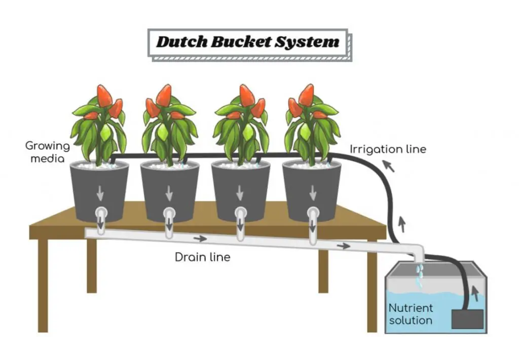 aquaponic tomatoes