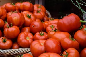 aquaponic tomatoes