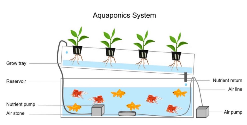 aquaponic tomatoes